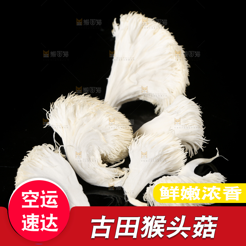 黑石板上的古田猴头菇