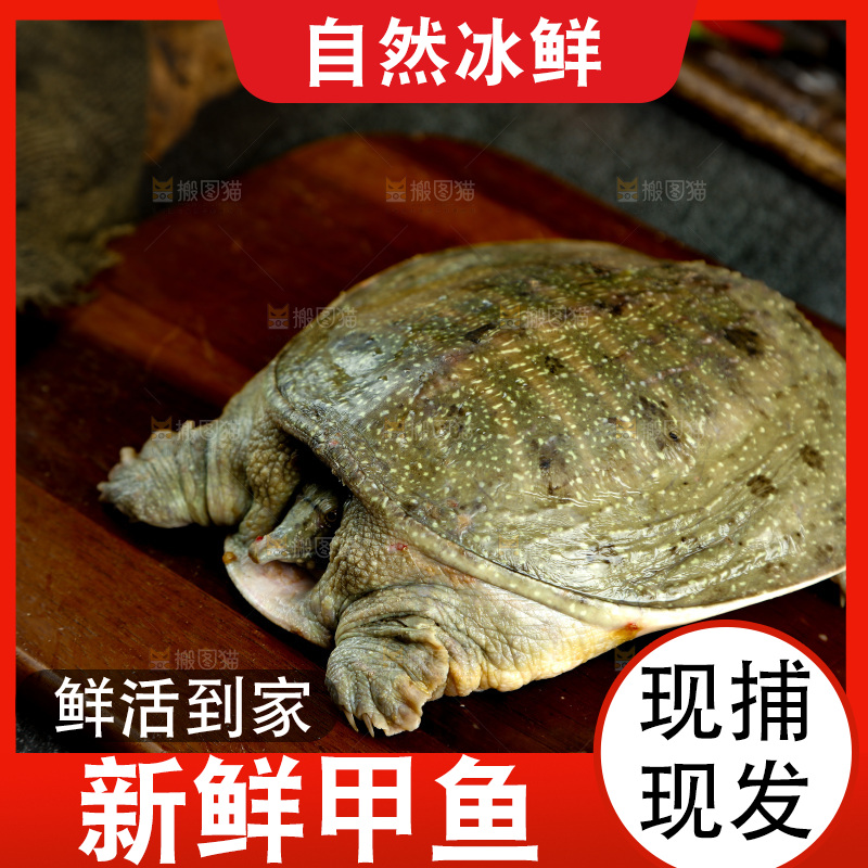 木板上放着大甲鱼