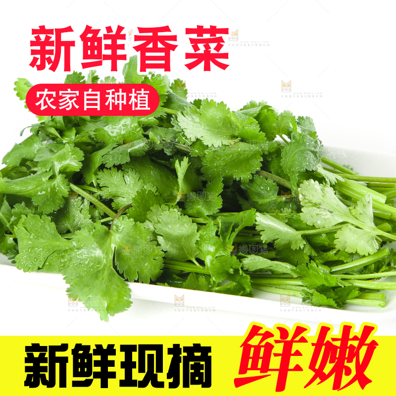 白底上放着一盘香菜