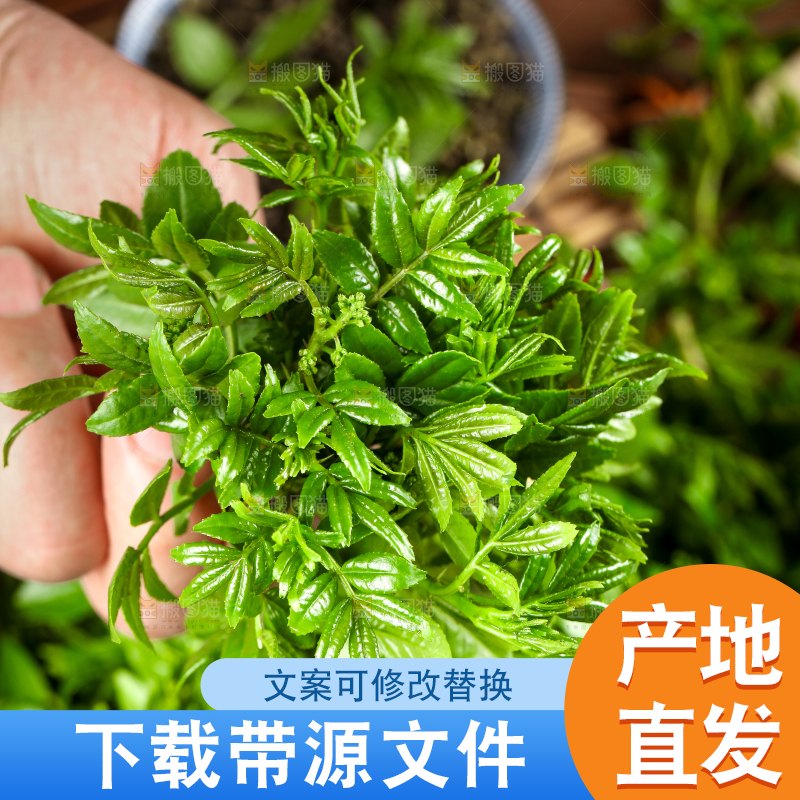 手拿新鲜花椒芽