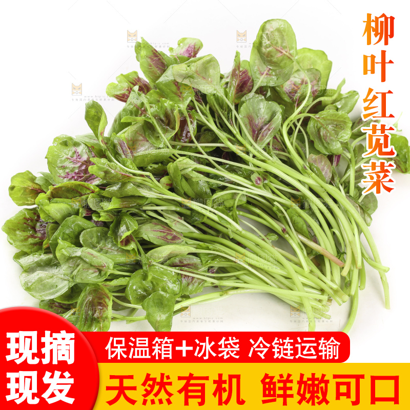 白底上的农家苋菜