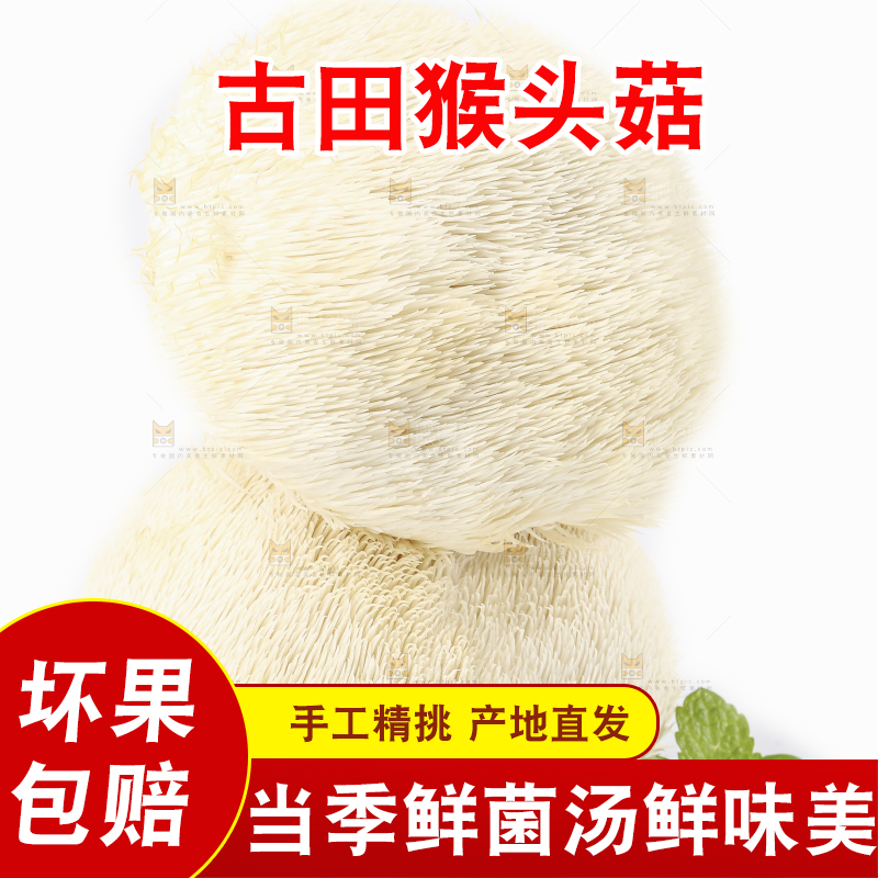 白底上放着东北山猴头菇