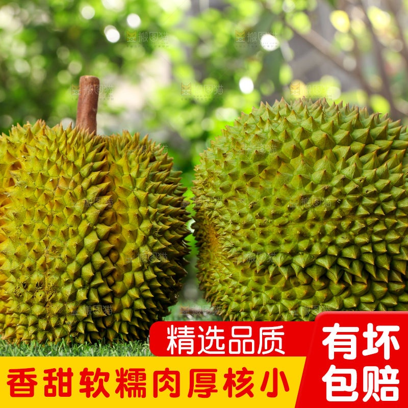 草地上的泰国甲仑榴莲