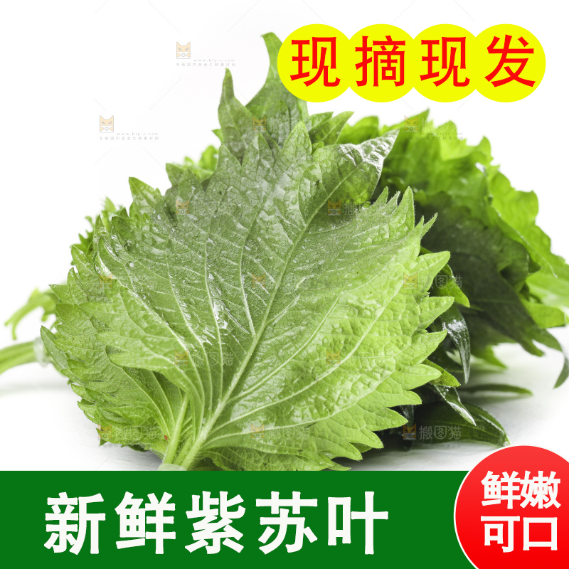 白底上的绿紫苏叶