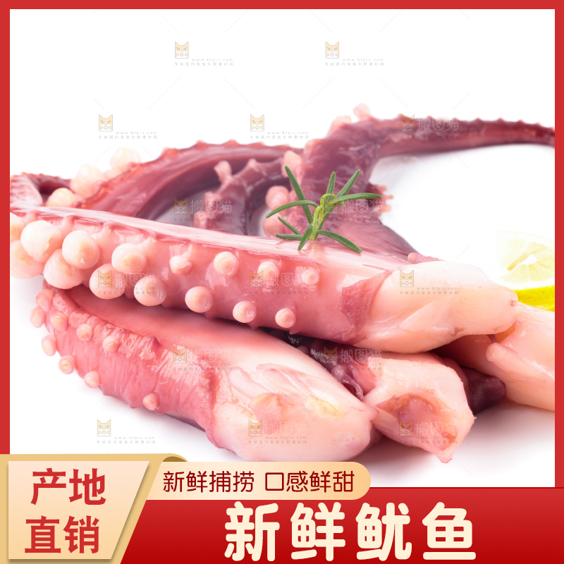 白底上的大鱿鱼