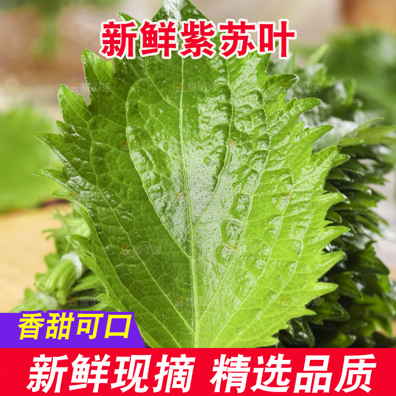 新鲜的绿紫苏叶放在木底上