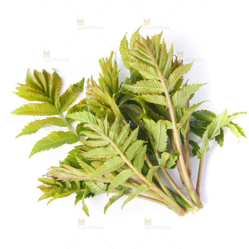 白底上放着新鲜香椿芽