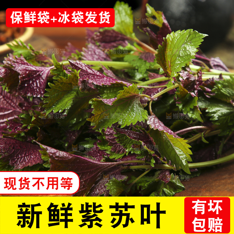 新鲜紫苏叶放在木底上