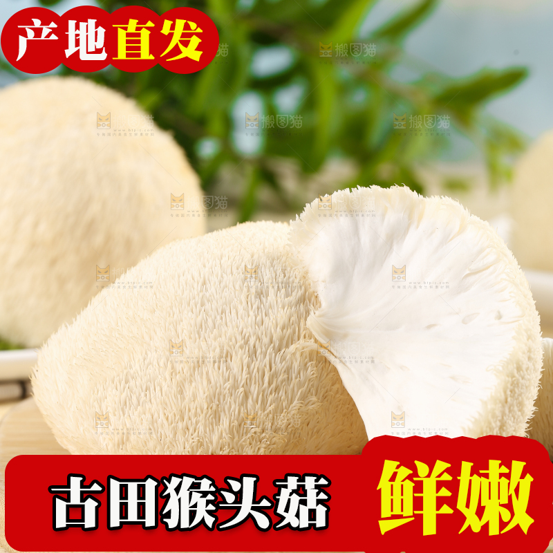 木板上放着长白山猴头菇