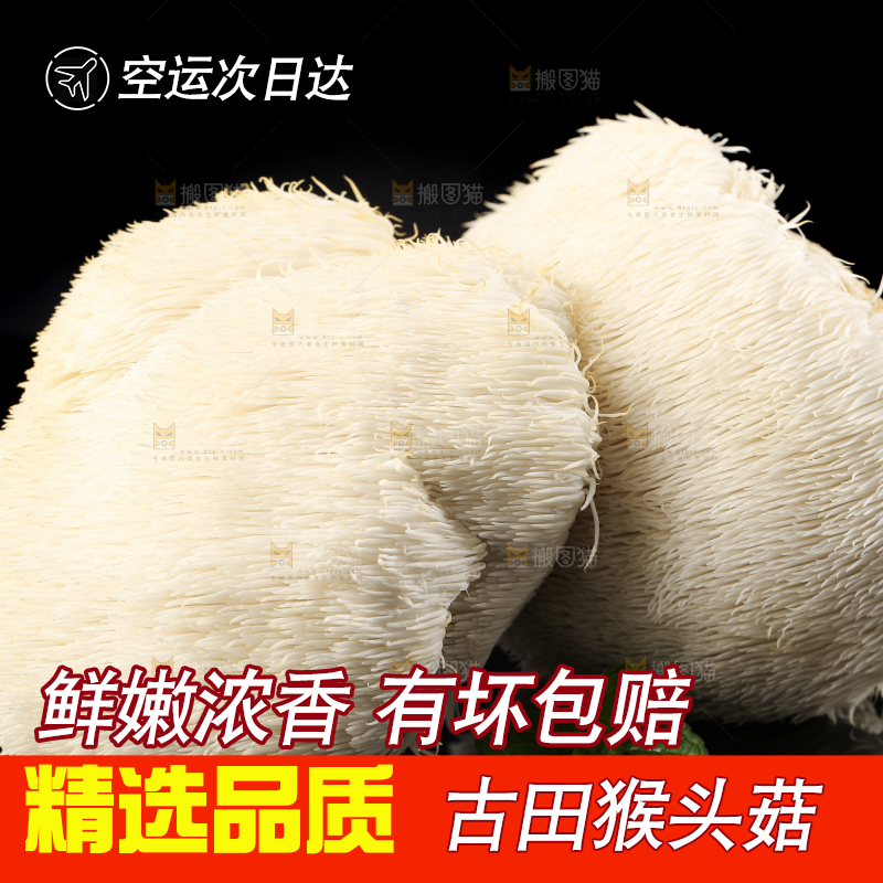 黑石板上的古田猴头菇