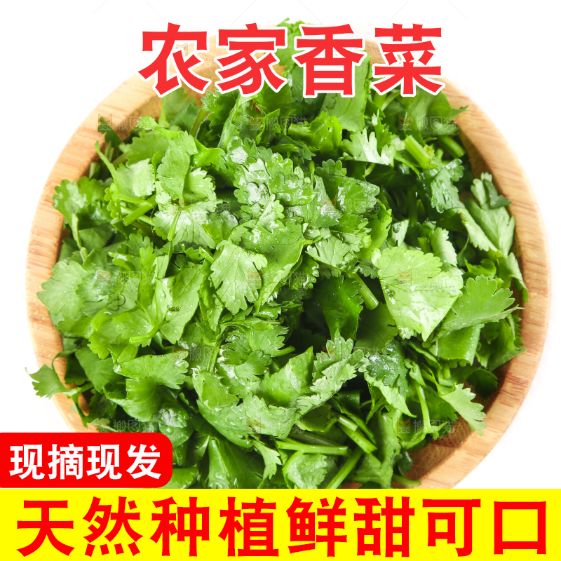 一盘香菜叶放在白底上