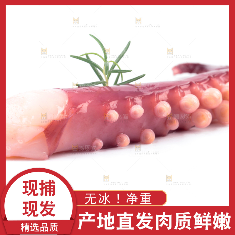 白底上的大鱿鱼
