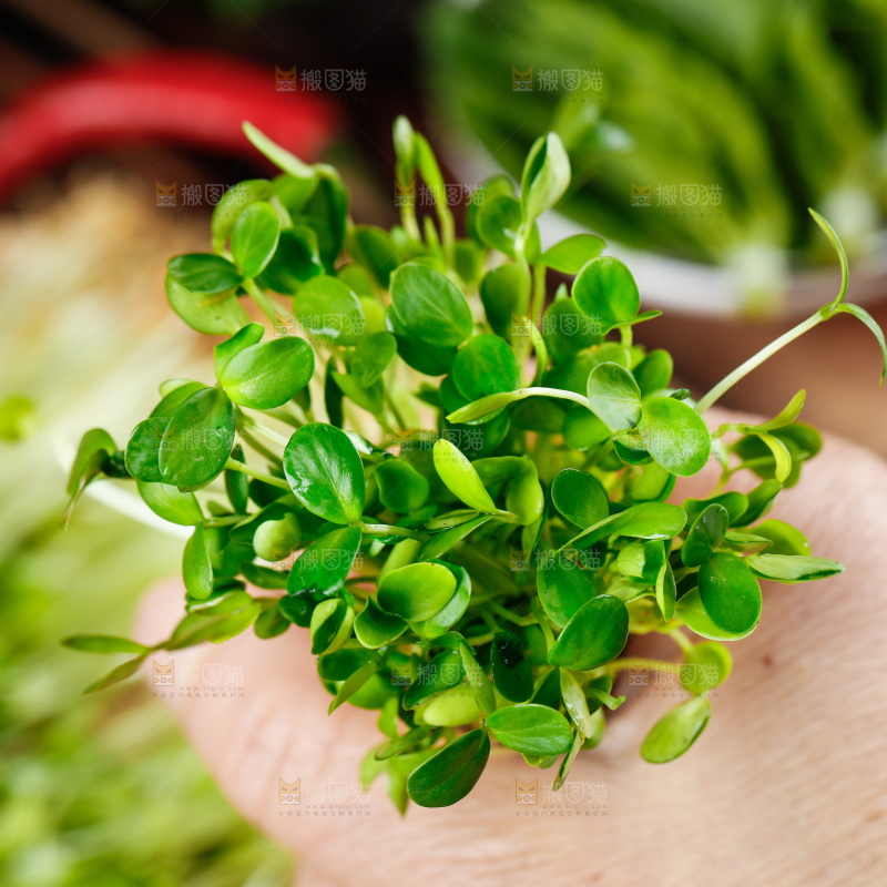 手拿香椿芽