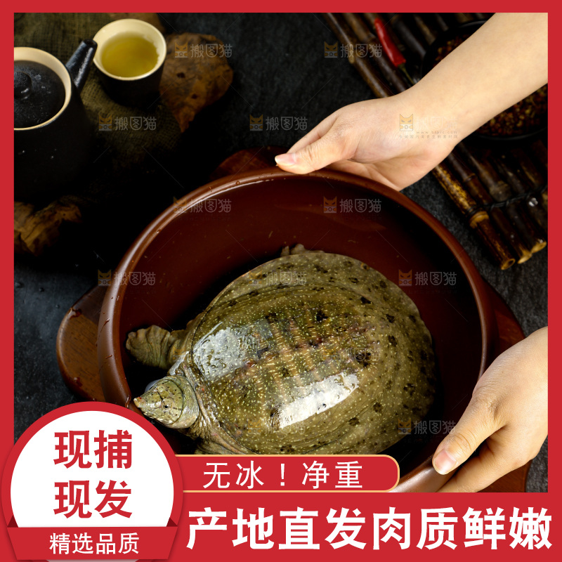 盆子里装着中华鳖