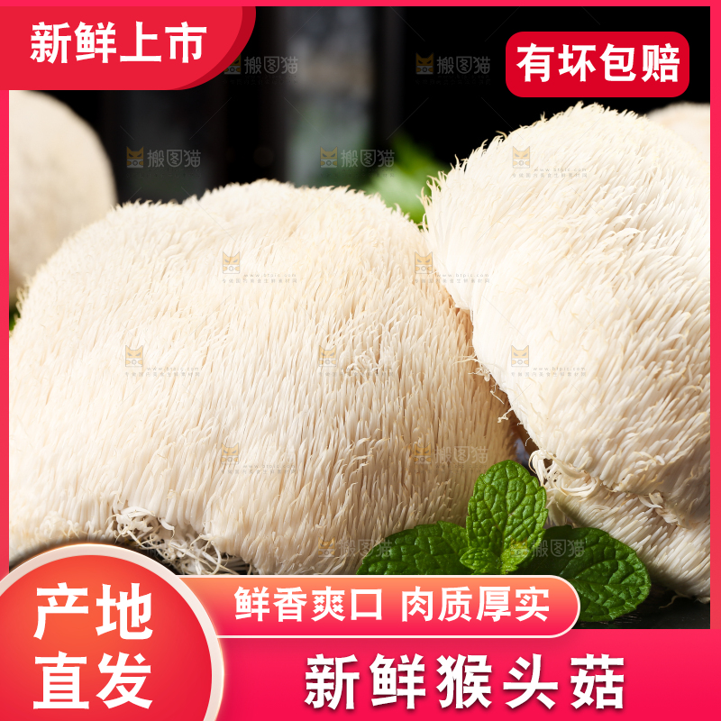黑石板上的东北猴头菇
