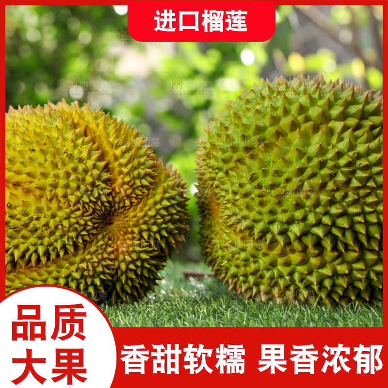 草地上的泰国甲仑榴莲