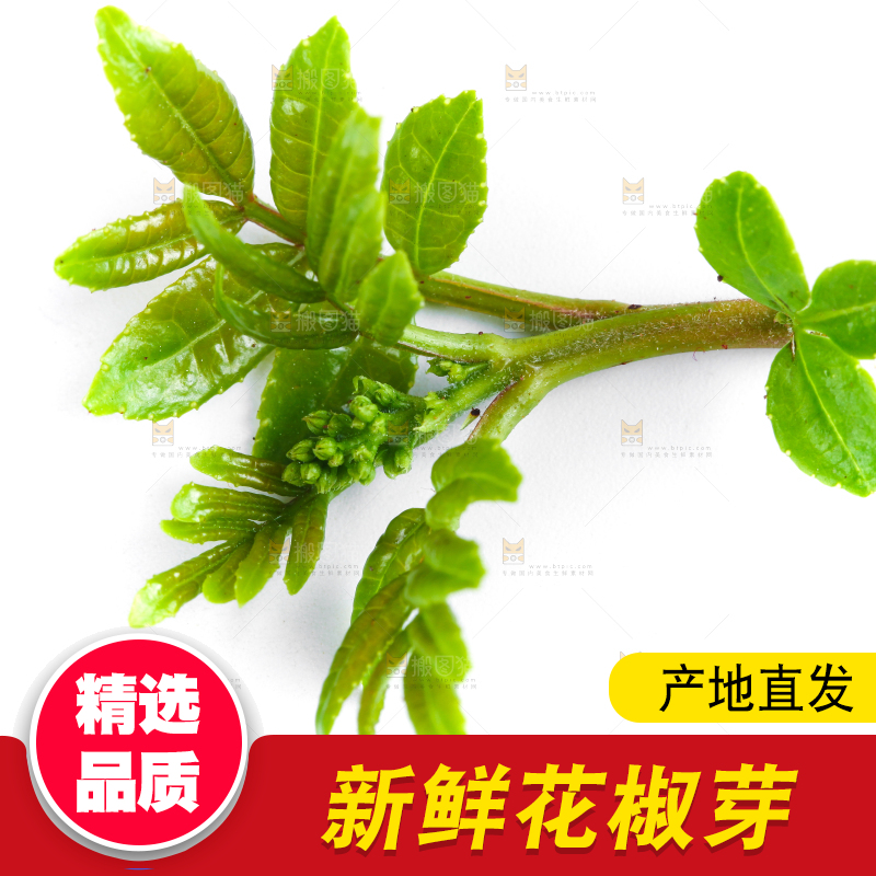白底上的新鲜花椒芽