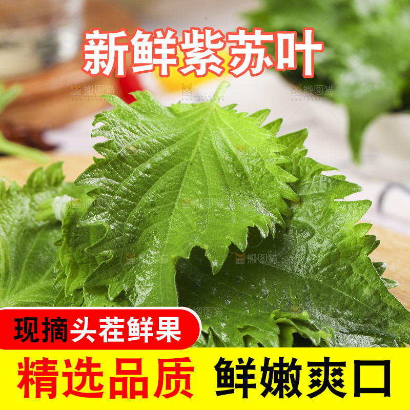 新鲜的绿紫苏叶放在木底上