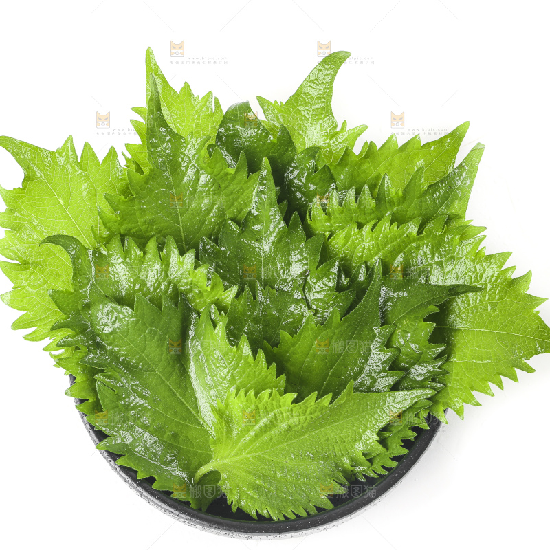 一盘东北苏子叶放在白底上