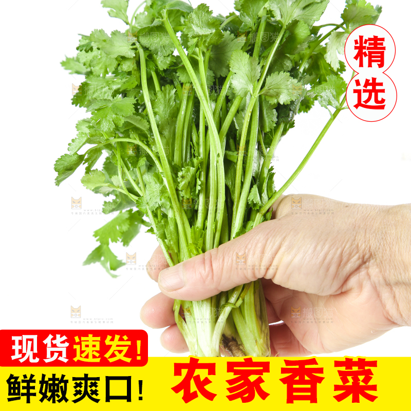 手拿新鲜香菜