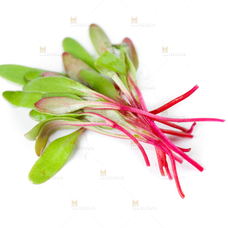 白底上的牛皮菜苗