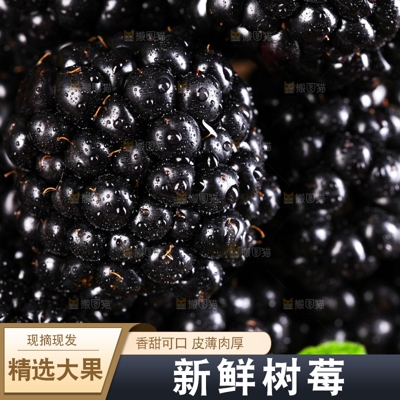 草地上的野生树莓