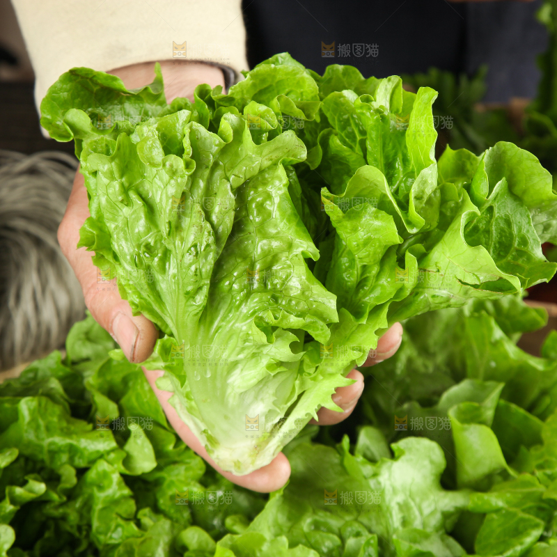 手拿新鲜生菜
