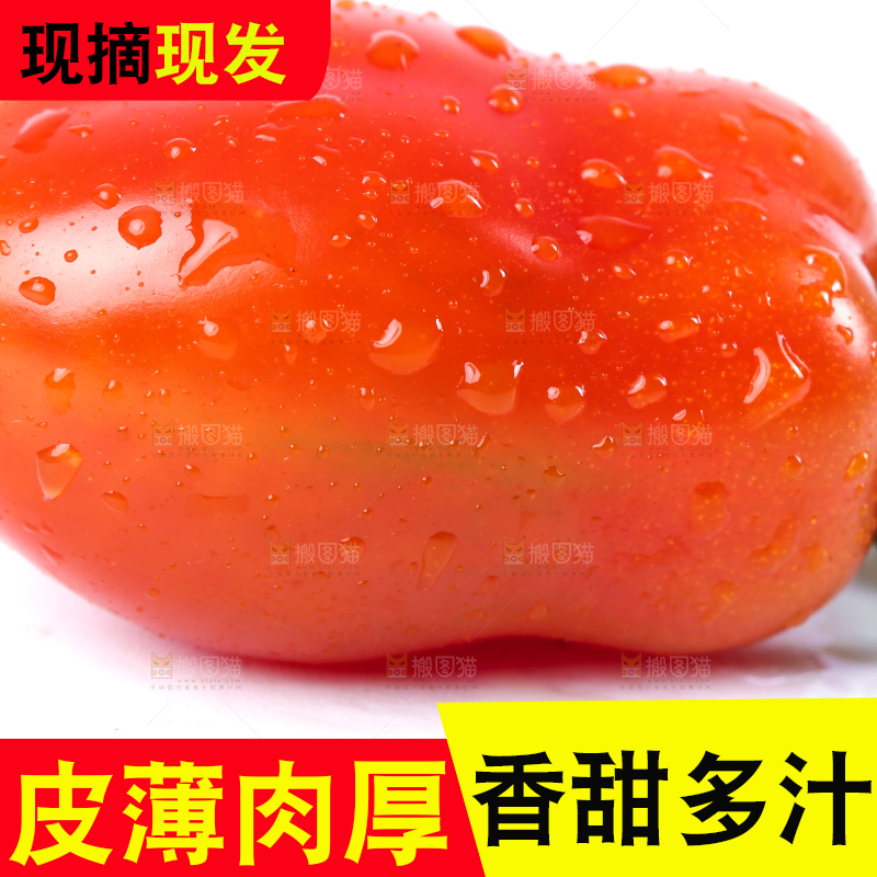 白底上摆放着丹东409小柿子