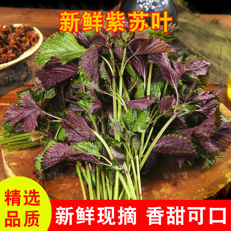 新鲜紫苏叶放在木底上