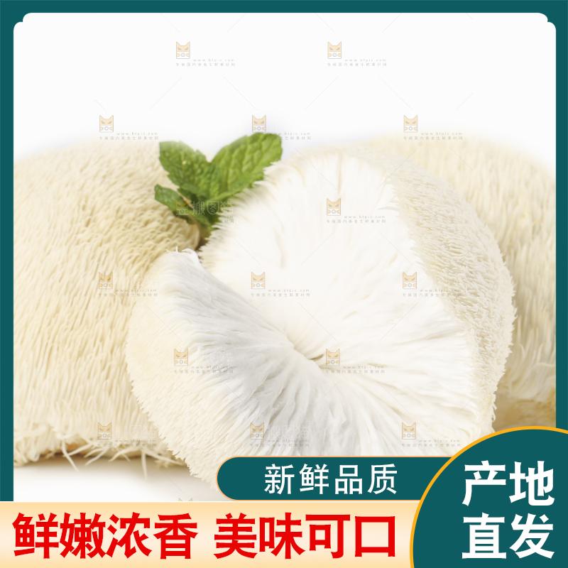 白底上放着东北山猴头菇
