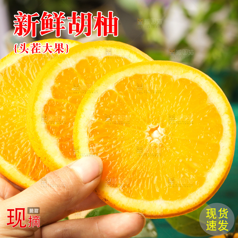 手里拿着新鲜胡柚