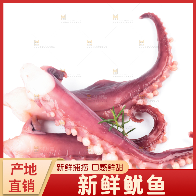 白底上的大鱿鱼
