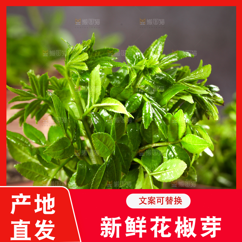 木底上的麻香花椒芽