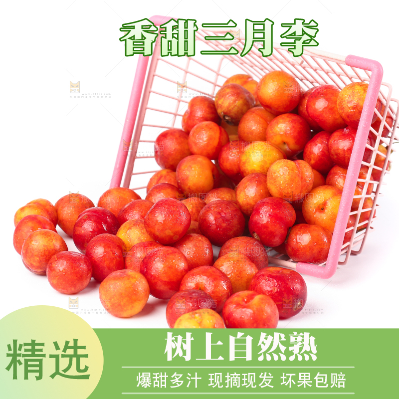 白底上的钱排三月李