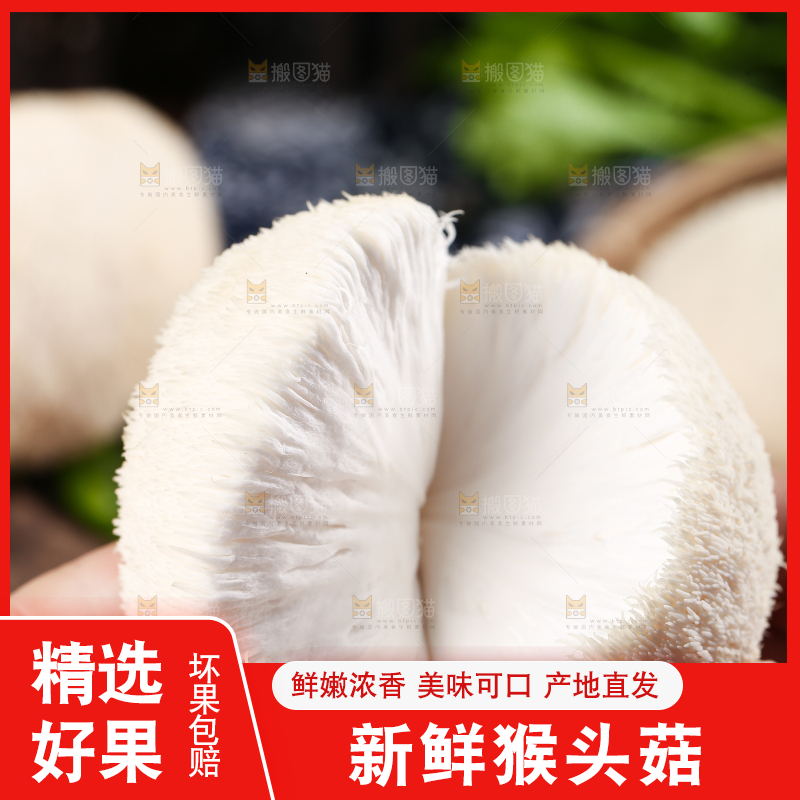 手里拿着新鲜猴头菇
