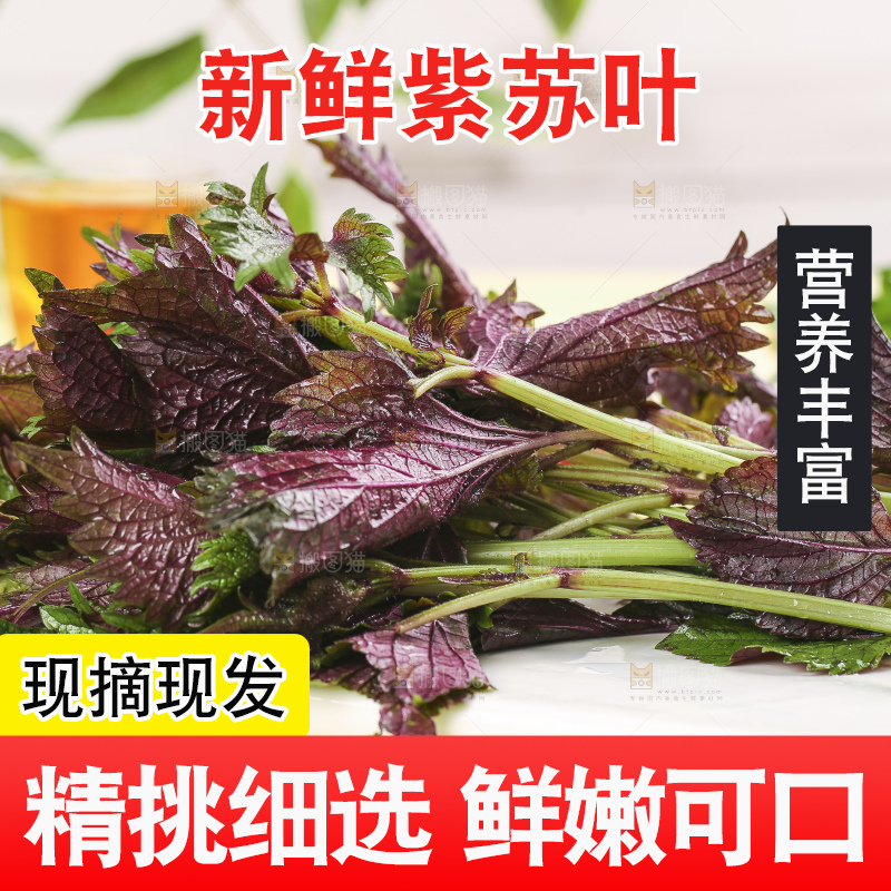 石板上的新鲜苏叶
