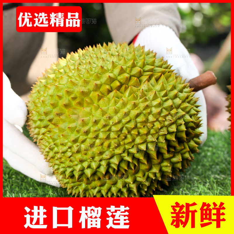 农民手里拿着泰国甲仑榴莲