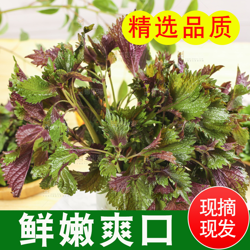 石板上的新鲜苏叶