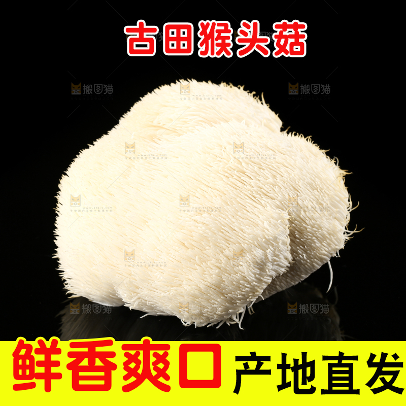 黑石板上的古田猴头菇