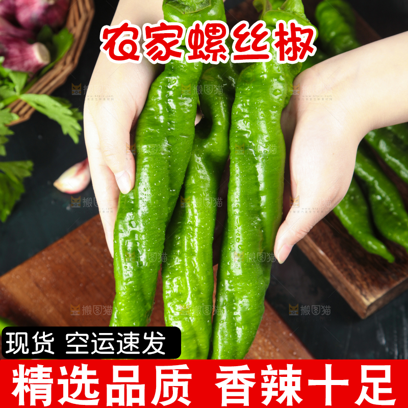 手里拿着新鲜螺丝椒