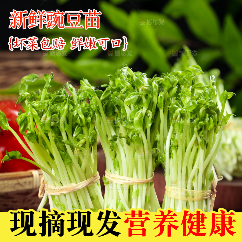 黑石板上的豌豆芽苗菜