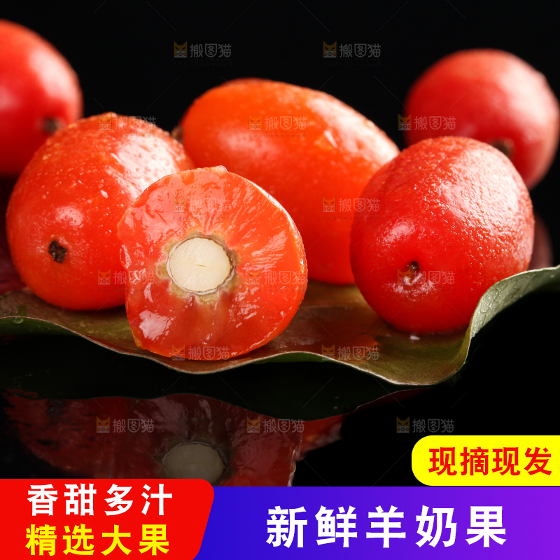 树叶上的云南羊奶果