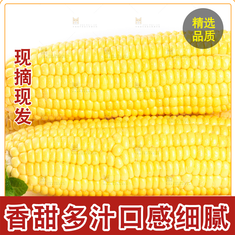 白底上放着黄玉米