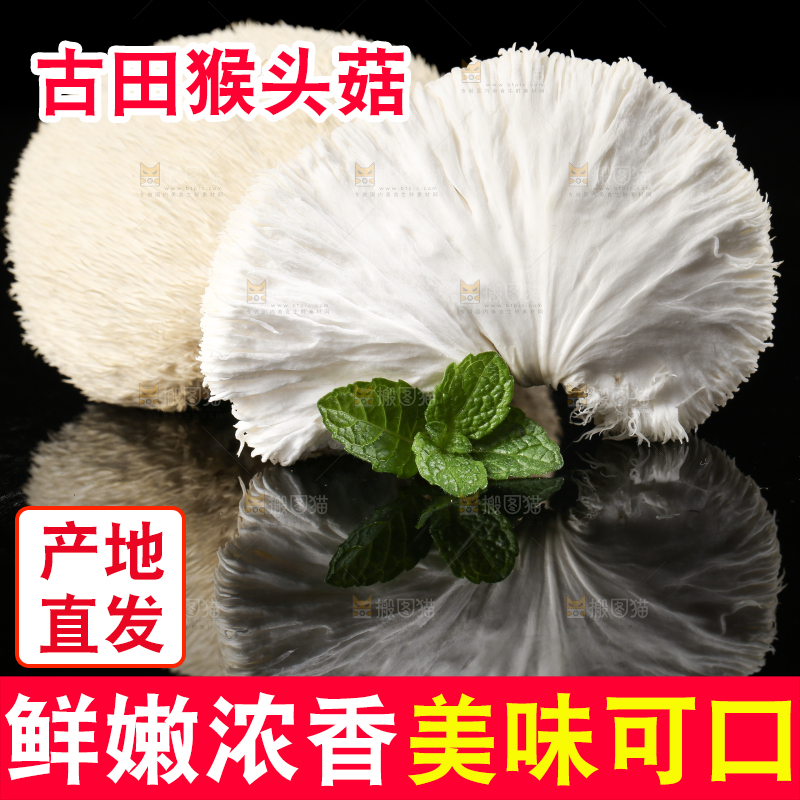 黑石板上的古田猴头菇