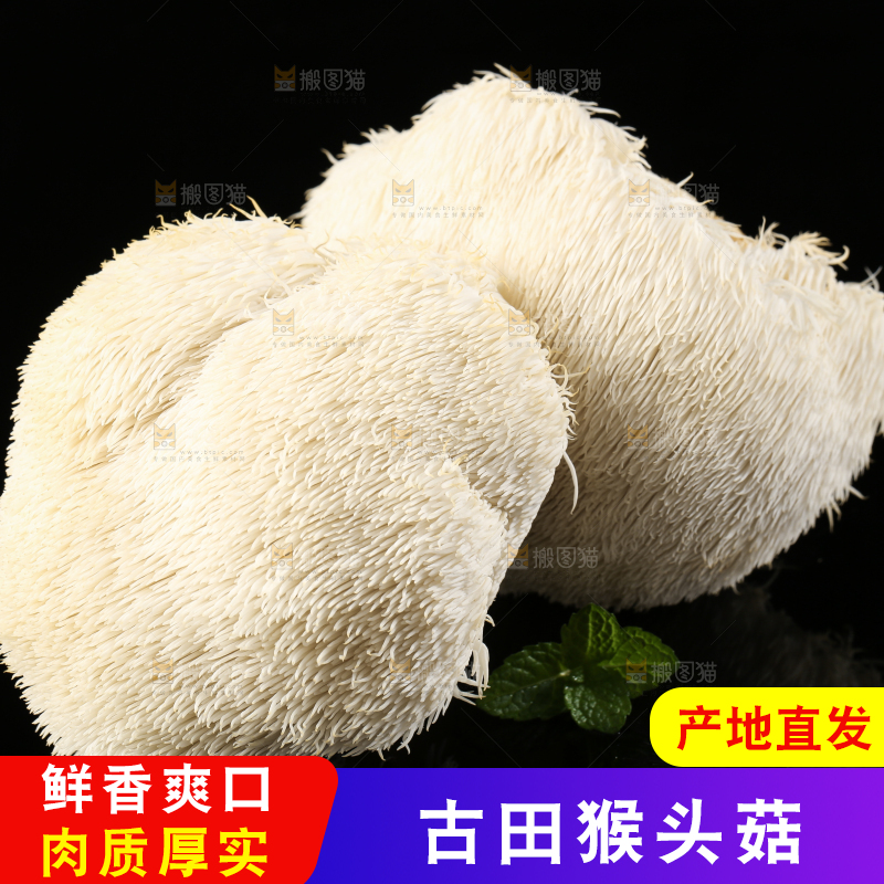 黑石板上的古田猴头菇