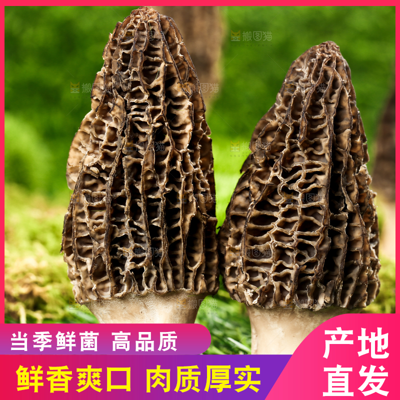 草地上的羊肚菌