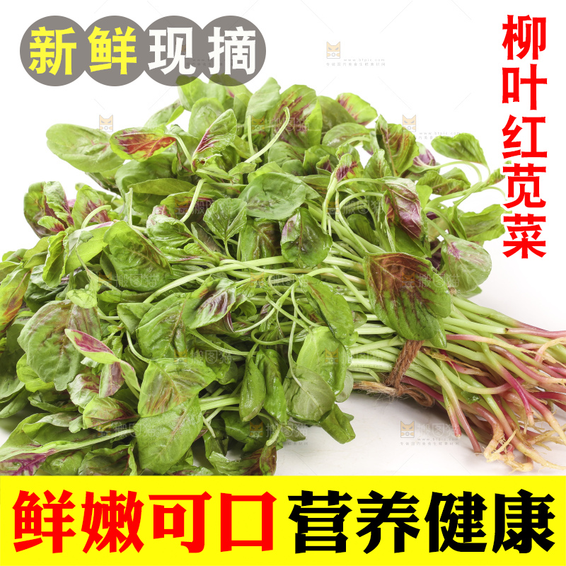 白底上的红苋菜
