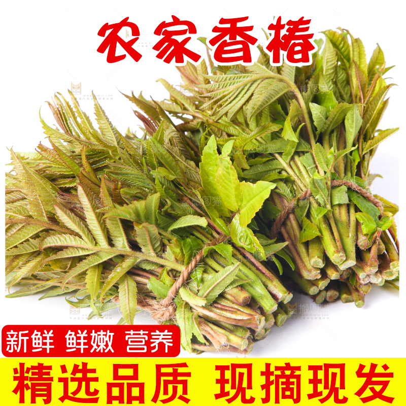 白底上放着野生香椿芽