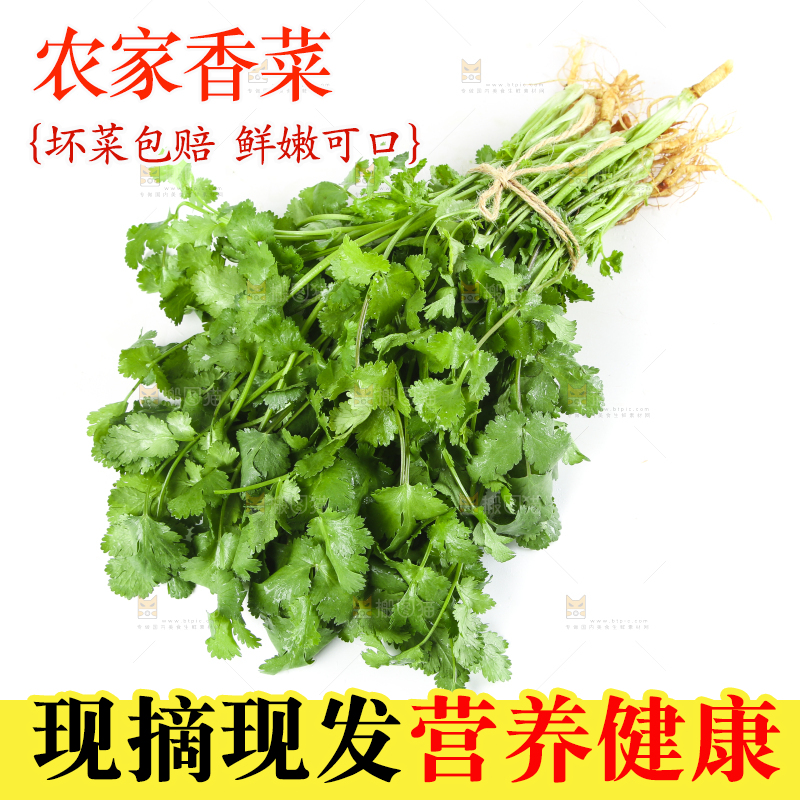 白底上放着一捆农家香菜