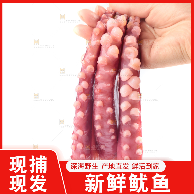 白底上的鱿鱼须